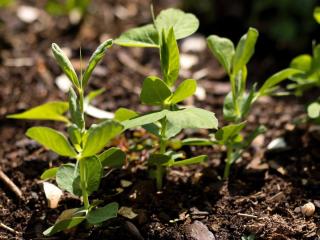 Sowing pot pea