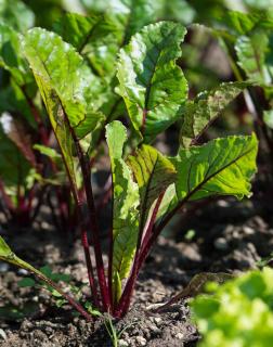 How to sow red beet of Egypt