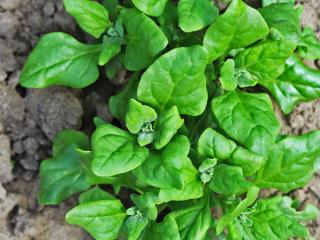 How to plant New Zealand spinach