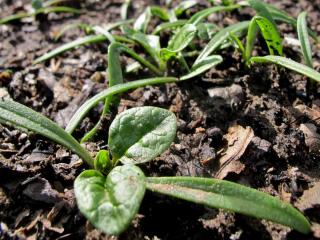 Sowing spinach in pots