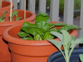 Spinach pot care
