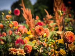 Splitting dahlia to get more