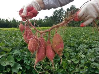 How to harvest sweet potato and when 