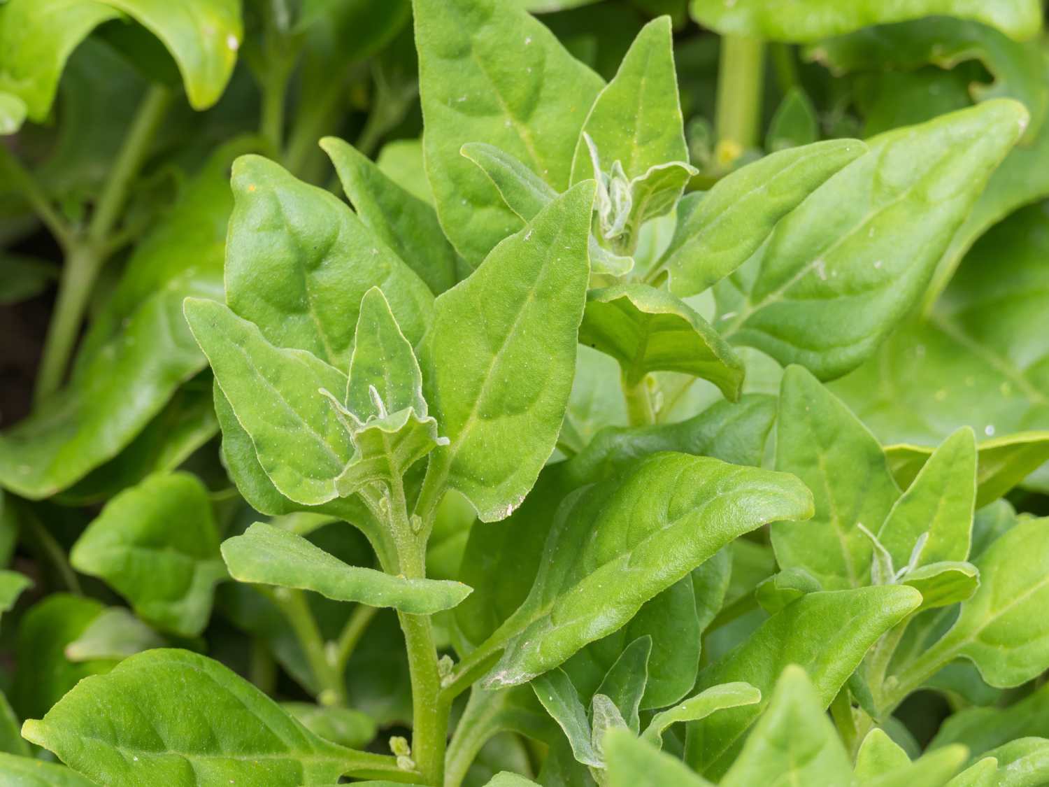 New Zealand spinach