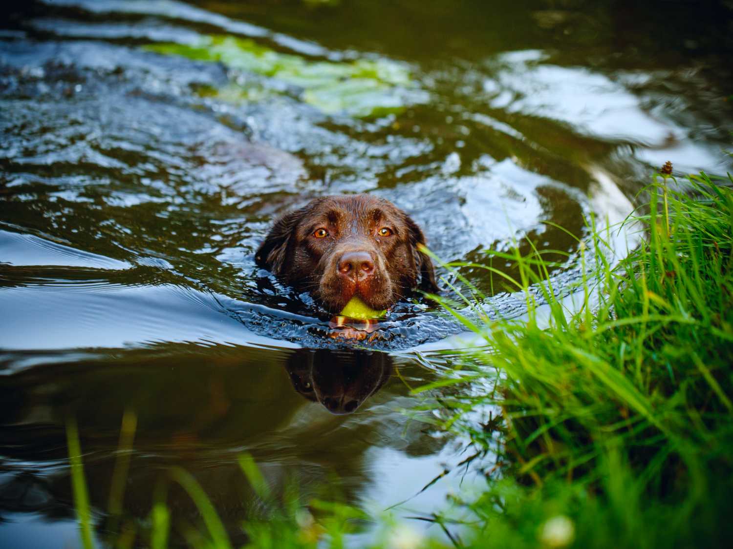 Cyanobacteria in dirty water can kill dogs