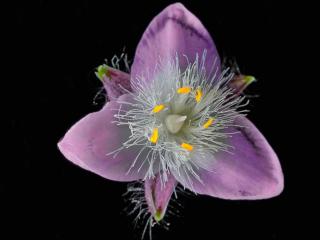 Tradescantia flower