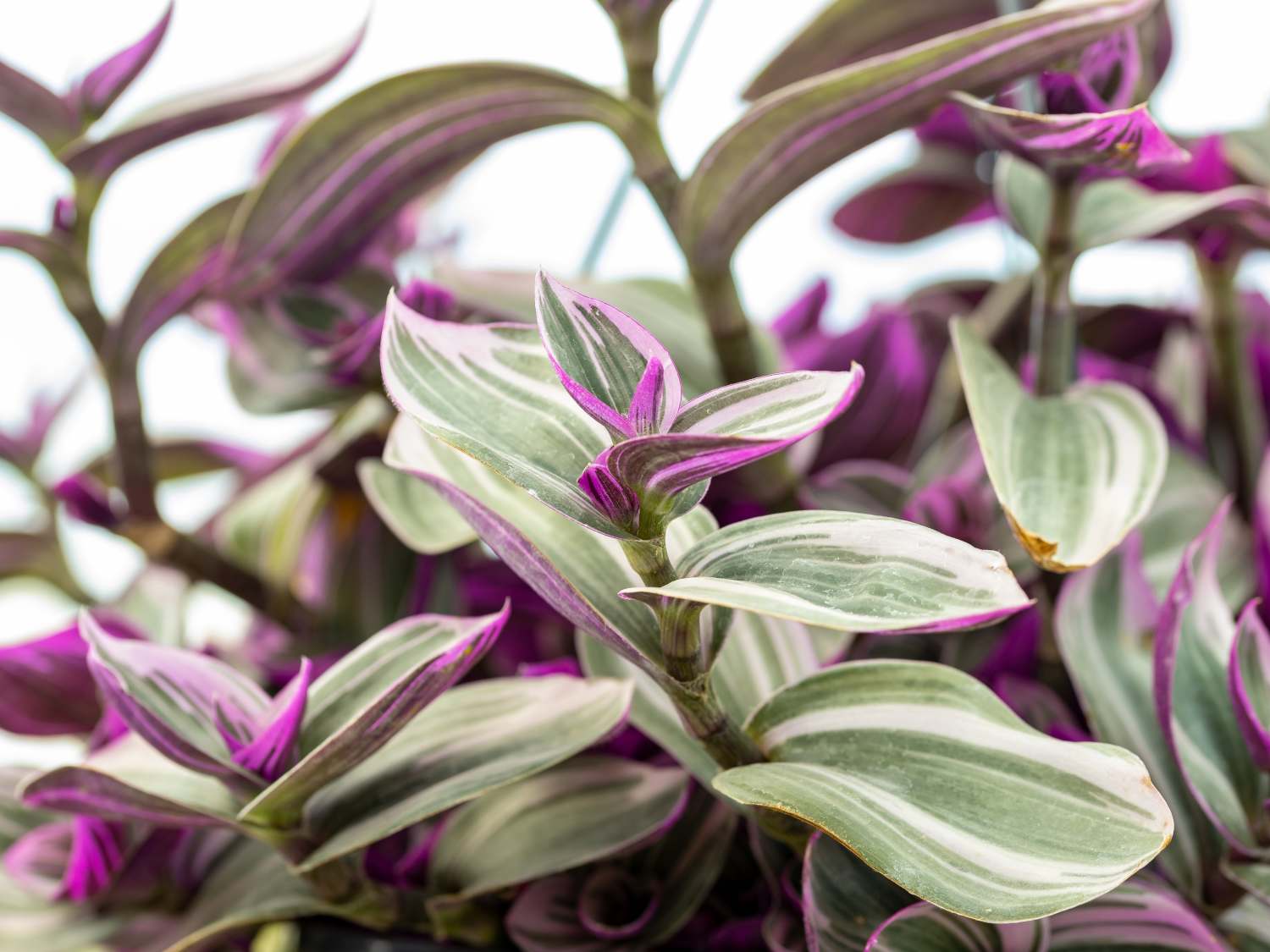 Tradescantia nanouk