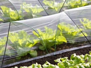 Tunnel greenhouse for rows