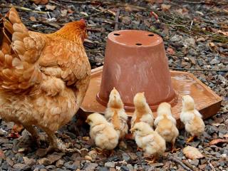 Water for chickens