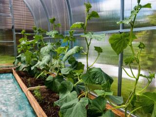 Vegetables growing in a greenhouse