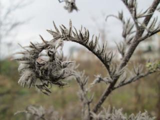 Winter care for Viper's bugloss