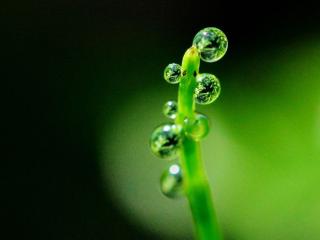 Content of guttation dewdrops