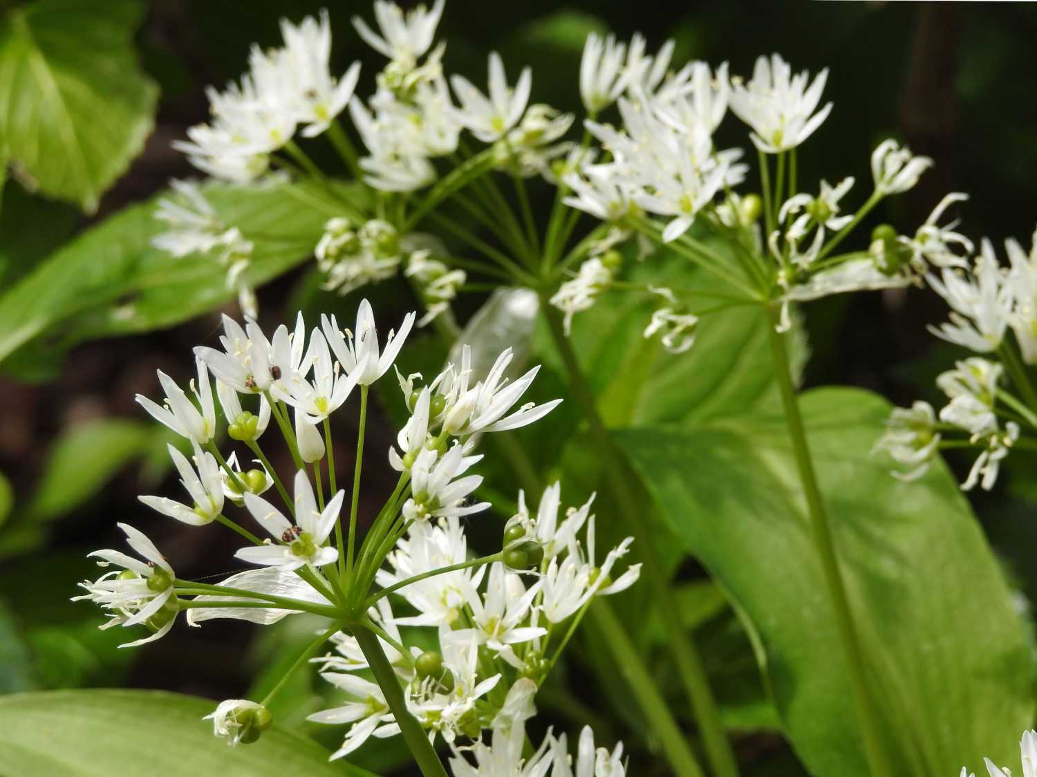 Wild garlic, bear's garlic