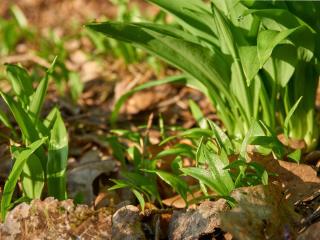 Planting wild garlic