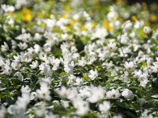 Caring for wood anemone
