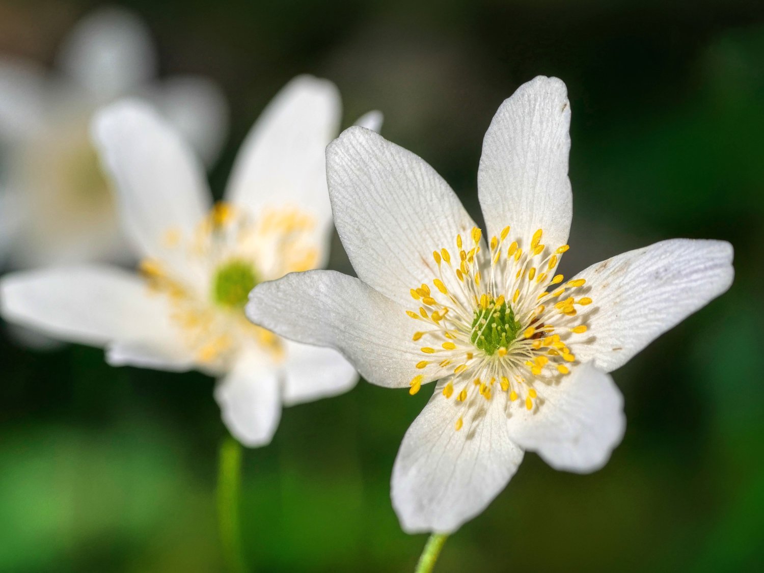 Wood anemone