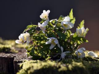 Wood anemone in a pot