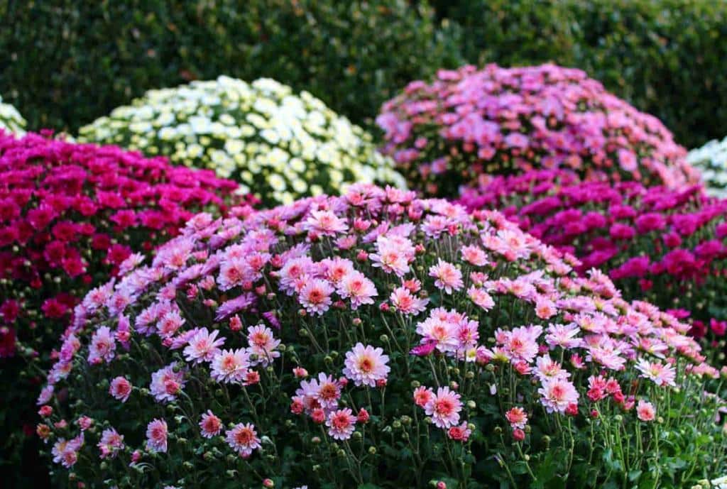 Chrysanthemum for all Saint's day