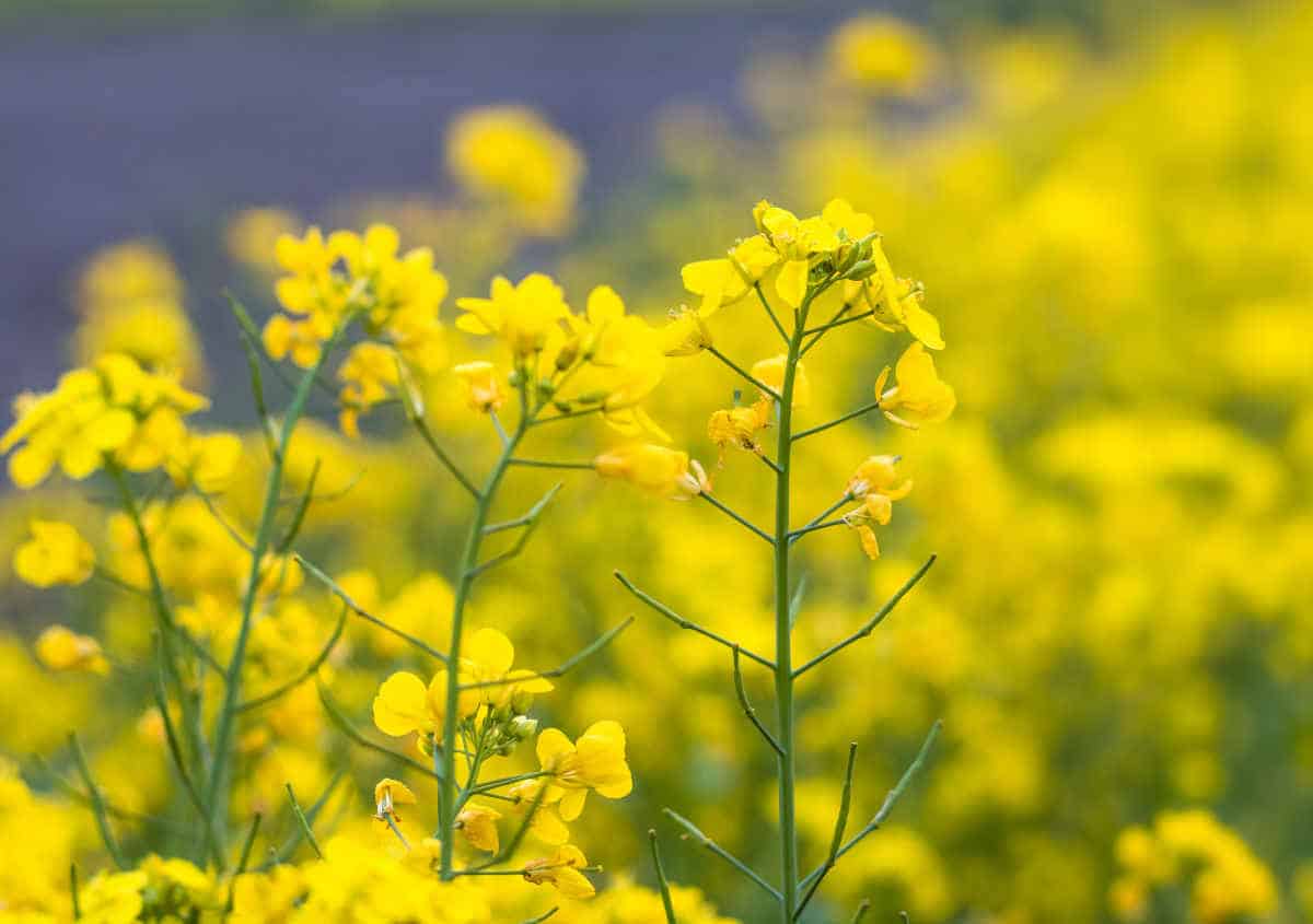 White mustard - spice and green manure fertilizer