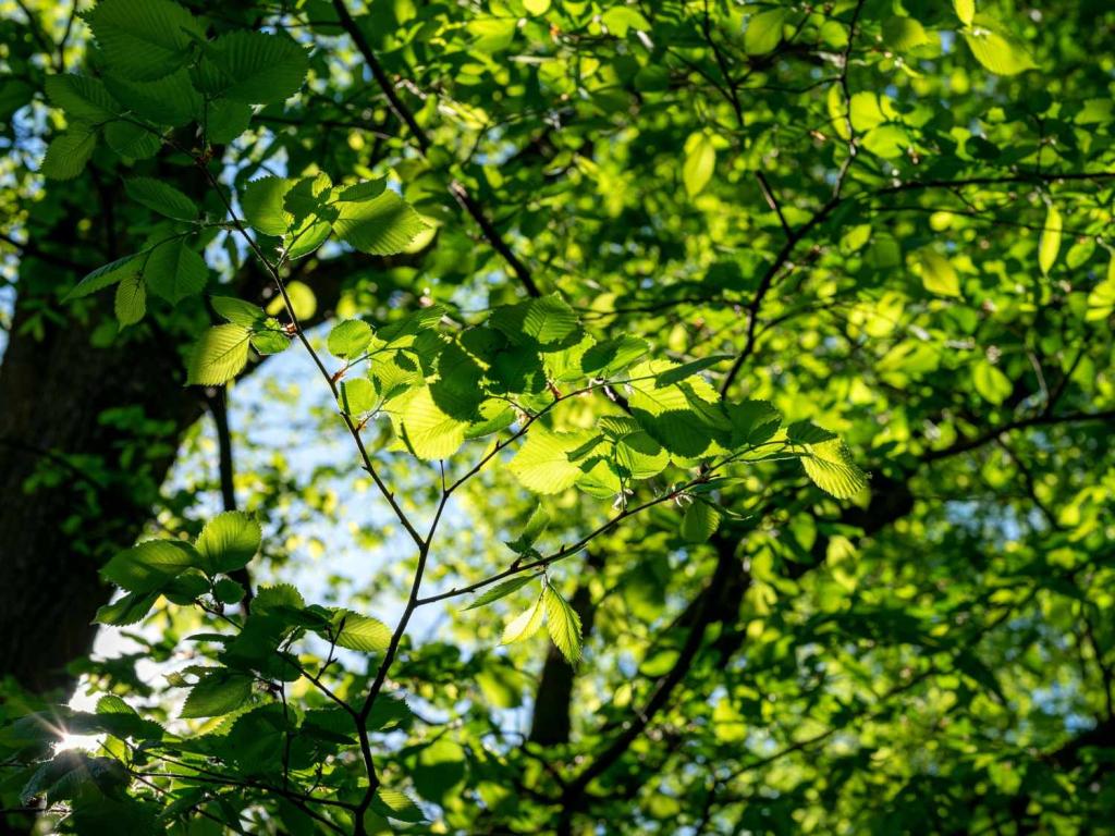Alder tree