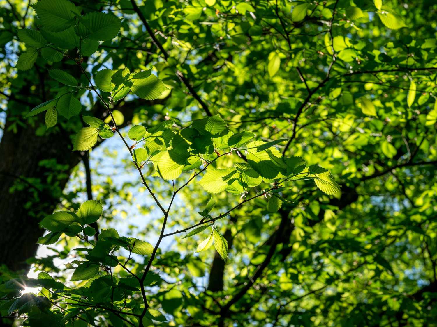 Alder tree