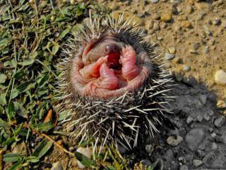 Baby hedgehog