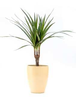 easy houseplant dracaena
