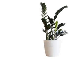 easy indoor zamioculcas raven