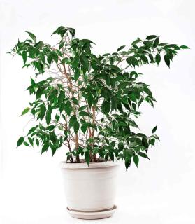 ficus easy houseplant