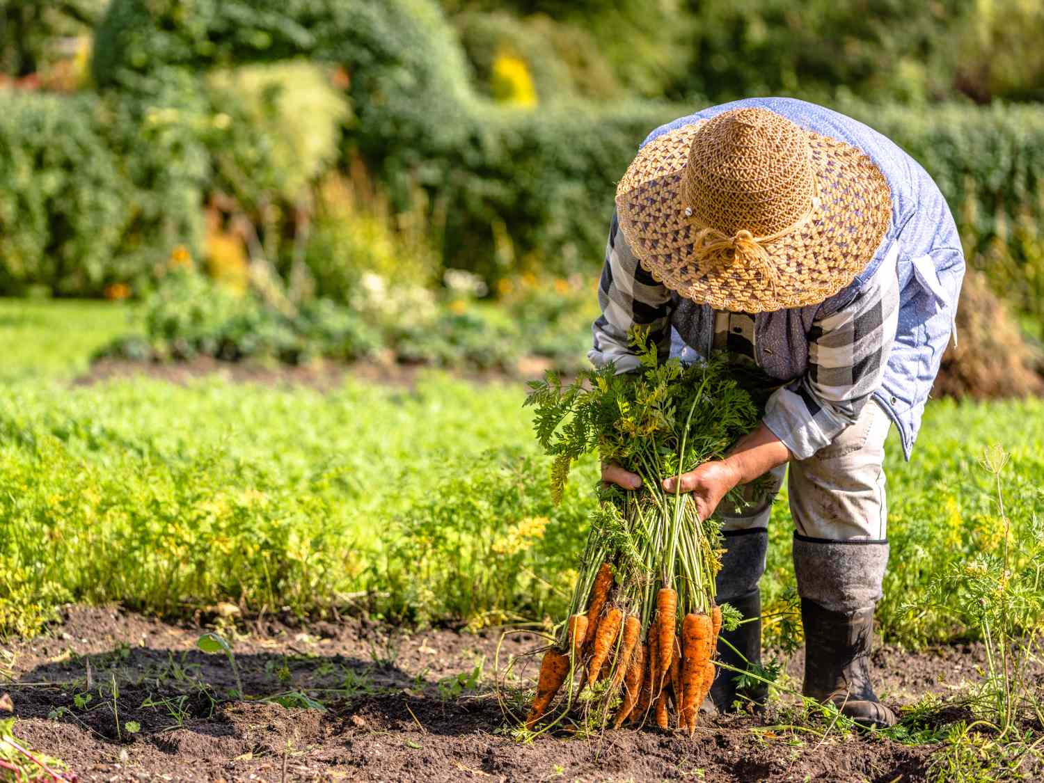 Garden work in fall