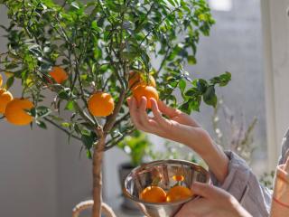Harvesting oranges from a container plant