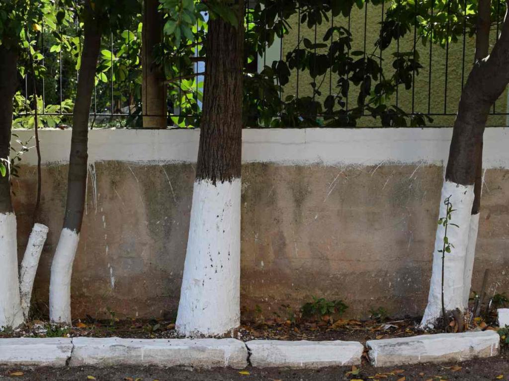 Whitewashing trees when and how