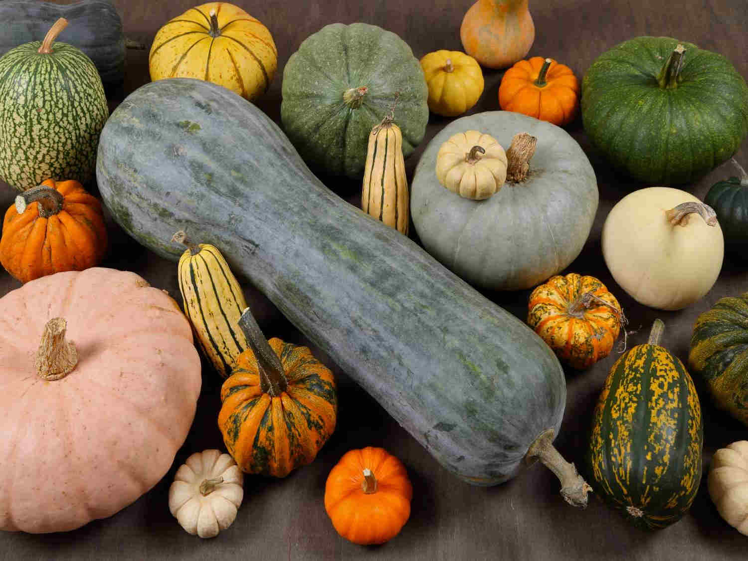 main squash varieties