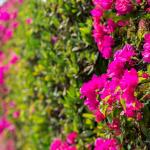 mixed hedge