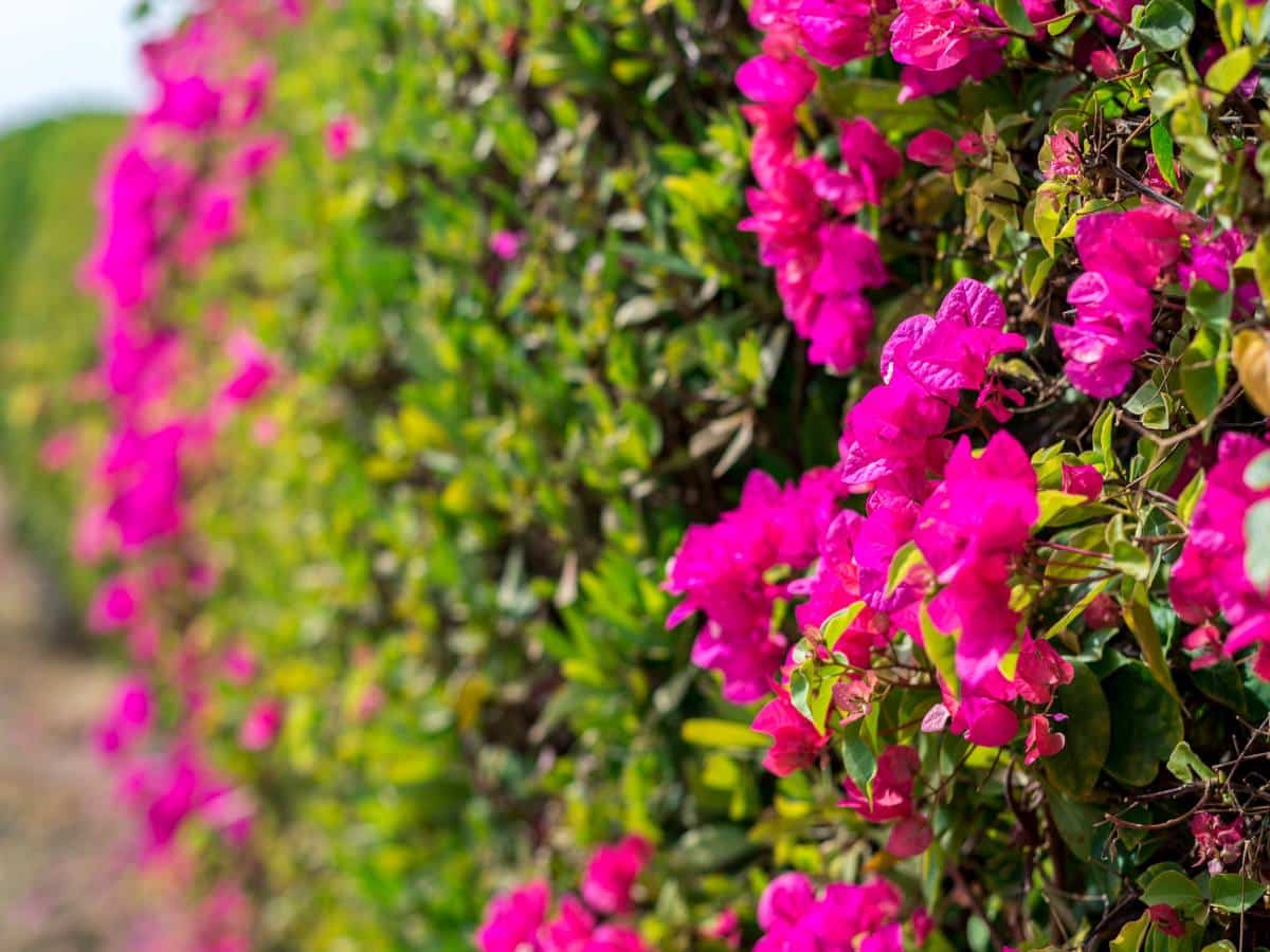 mixed hedge shrubs