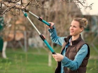 Working in the orchard in fall