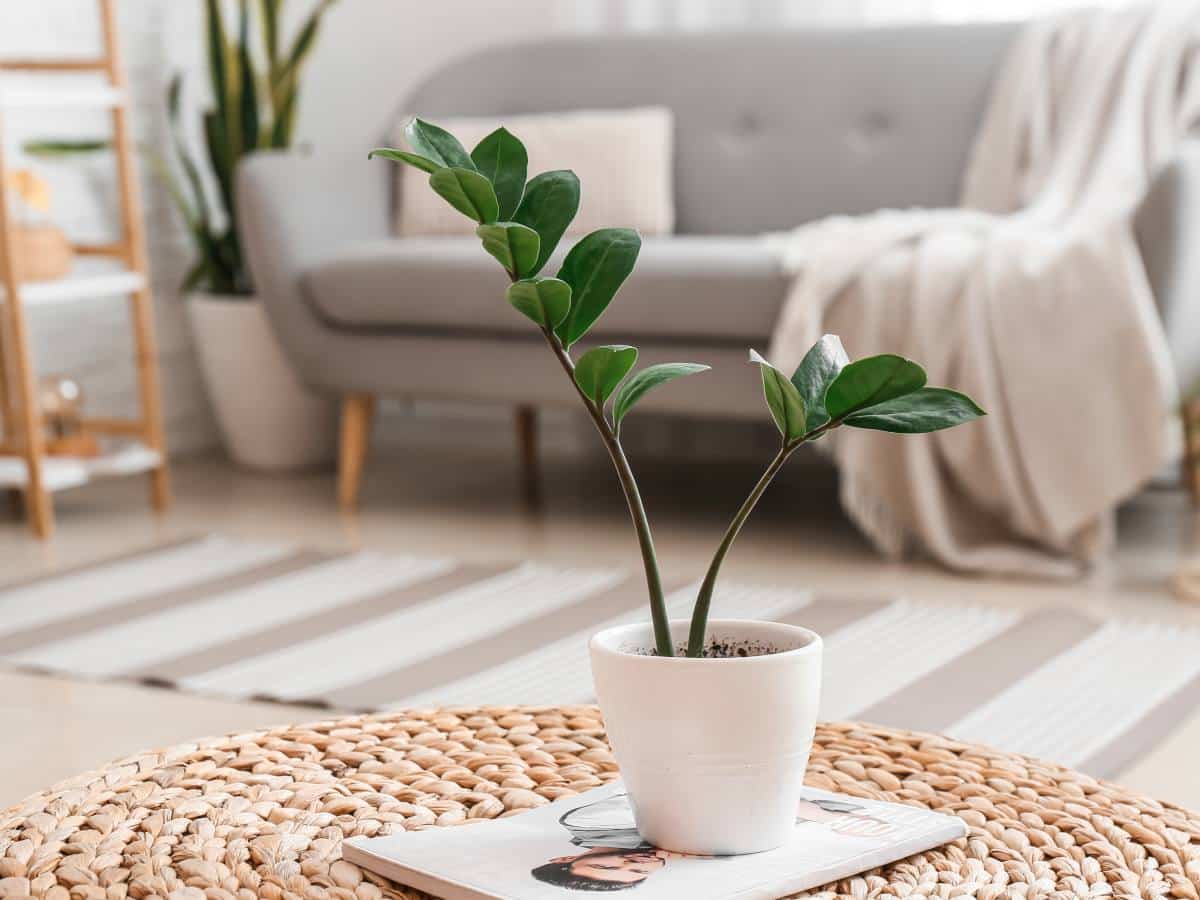 easy houseplants