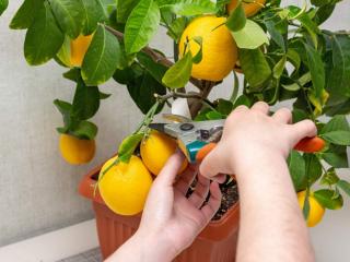 How to prune a lemon in a pot