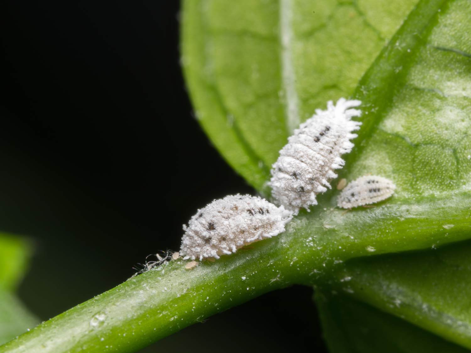 Scale insects