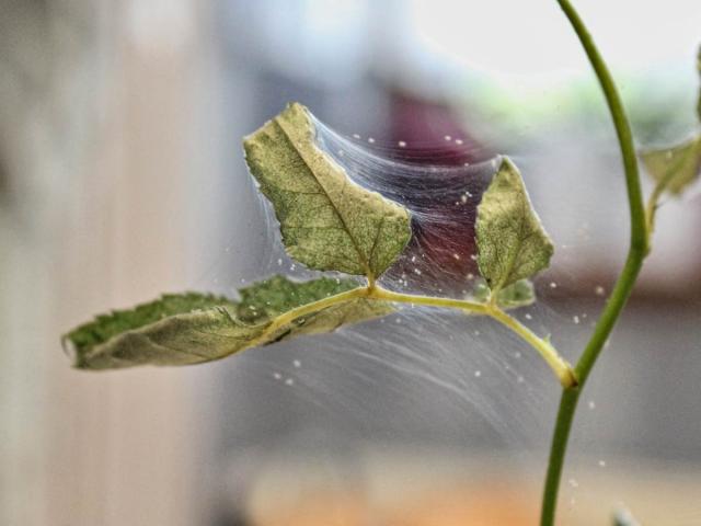 Symptoms of spider mite