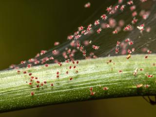 Red spider mite