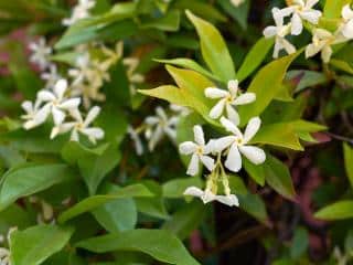 Caring for star jasmine