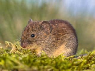 Identifying vole