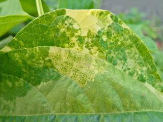 Spider mite on bean causes white patches