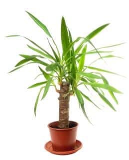 yucca houseplant easy care