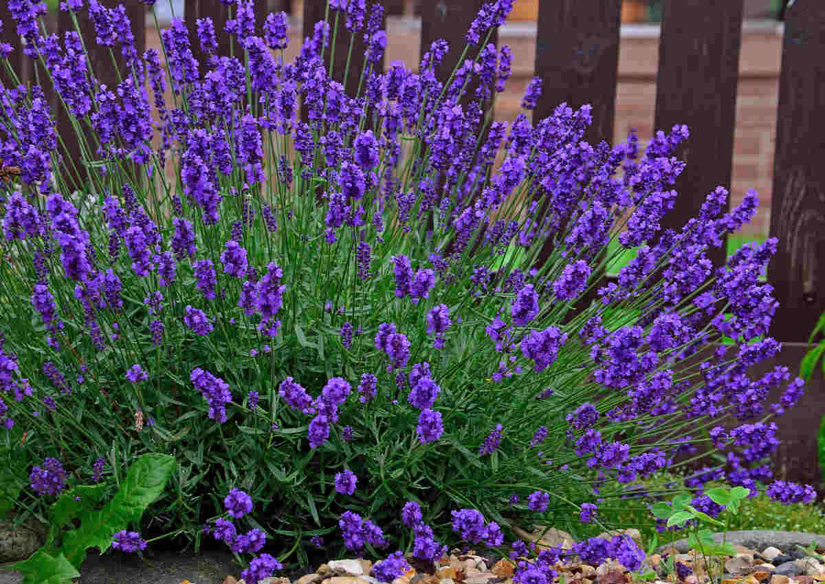 English lavender