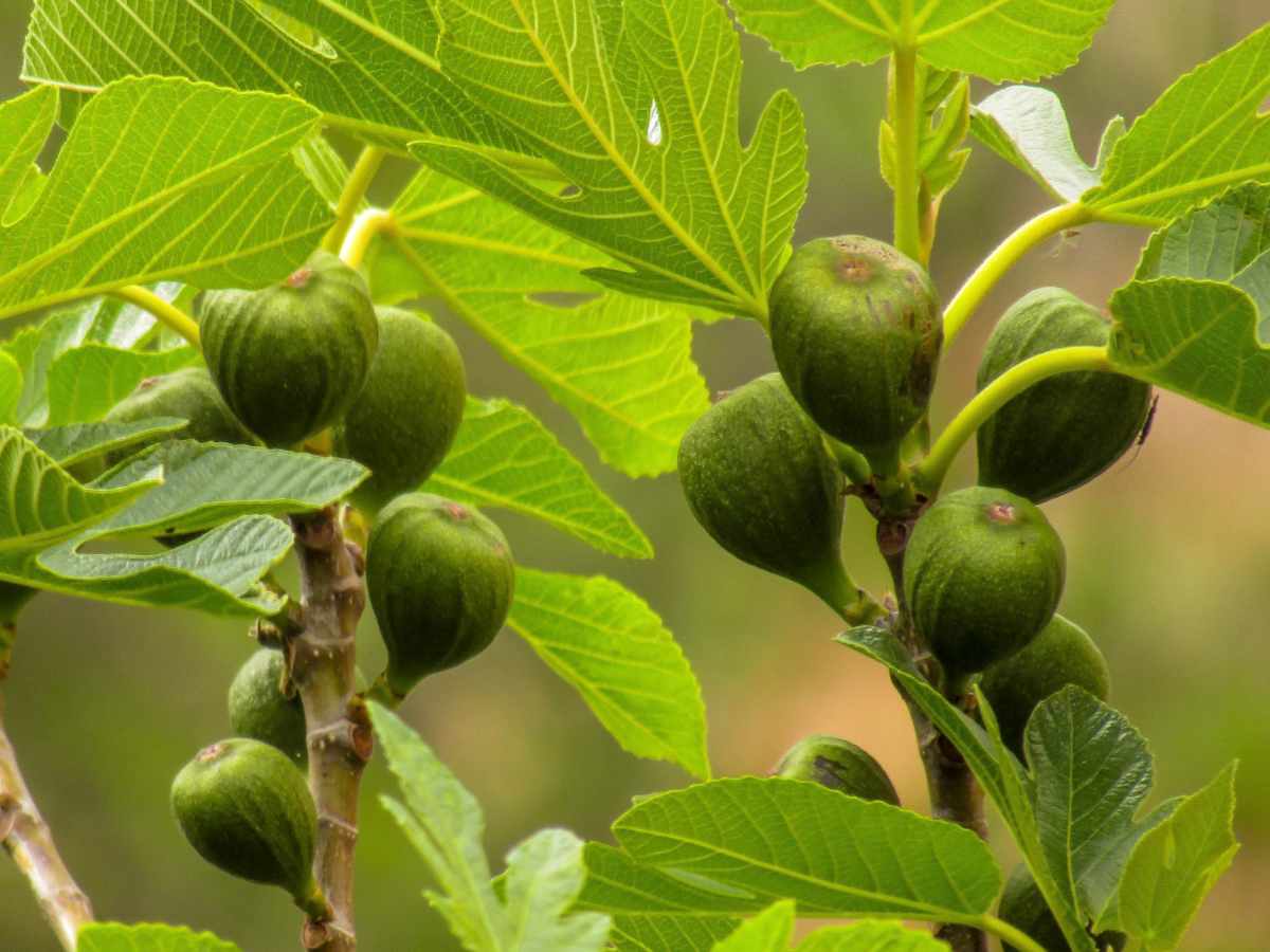 ficus carica