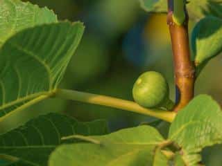 ficus carica planting