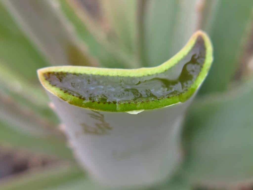 How to Harvest Aloe Vera Gel?