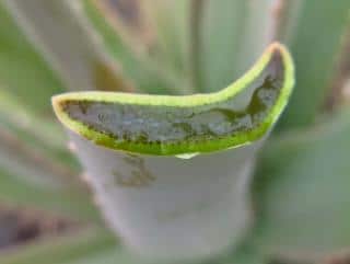 Aloe Vera gel and latex